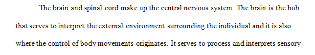 Explain the roles of white matter and gray matter in processing and relaying sensory information and motor commands.