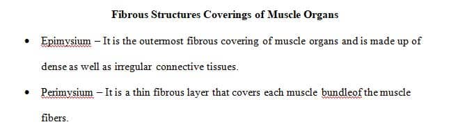 List from superficial to deep all the fibrous structures coverings of muscle organs